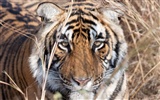 Tiger Foto tapety (5) #18