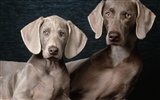 1600 собака фото обои (3) #3