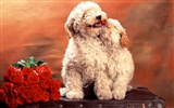 1600 dog photo wallpaper (3) #5
