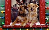 1600 dog photo wallpaper (3) #6