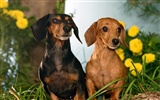 1600 dog photo wallpaper (3) #20