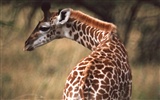 Giraffe Wallpaper Alben #10