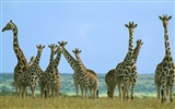 Giraffe Wallpaper Alben #14