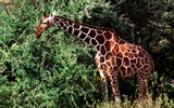 Giraffe wallpaper alba #18