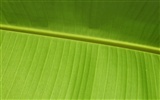 Foreign photography green leaf wallpaper (1) #9