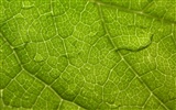 Foreign photography green leaf wallpaper (1) #16