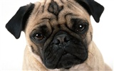 1600 fonds d'écran photo de chien (5) #7