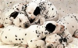 1600 dog photo wallpaper (5) #16