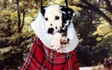 1600 dog photo wallpaper (5) #17