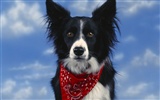 1600 dog photo wallpaper (5) #18