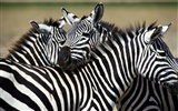 Zebra Фото обои #2