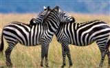 Zebra Photo Wallpaper #14