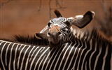 Zebra Foto Wallpaper #19