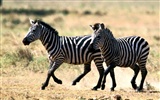 Zebra Фото обои #20