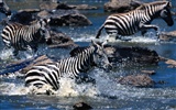 Zebra Foto Wallpaper #21