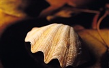 Conch Shell wallpaper album (1) #15
