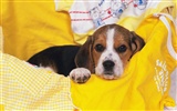 1600 dog photo wallpaper (6) #4