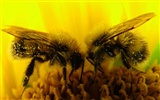 Love Bee Flower Wallpaper (3) #19