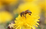 Love Bee Flower Wallpaper (3) #20
