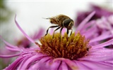 Láska Bee Květinové tapetu (4) #3