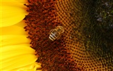 Láska Bee Květinové tapetu (4) #6