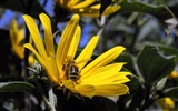 Láska Bee Květinové tapetu (4) #10