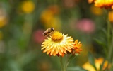 Láska Bee Květinové tapetu (4) #15