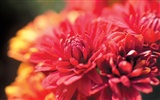 韓國花卉攝影高清紙 #3