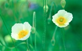 韓國花卉攝影高清紙 #9