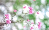 韩国花卉摄影高清纸10