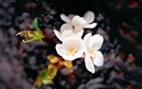韓國花卉攝影高清紙 #12