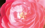 韩国花卉摄影高清纸17