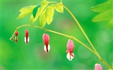 韩国花卉摄影高清纸32