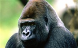 Monkey orangutan tapety (1)