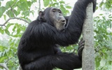Monkey orangutan tapety (1) #4