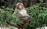Monkey орангутанга обои (1) #6