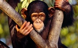 Monkey орангутанга обои (1) #10