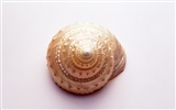 Conch Shell album fonds d'écran (3) #9