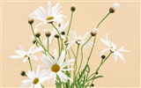 Fondos de pantalla ancha de Flores #26