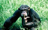 Monkey orangutan tapetu (2)