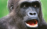 Monkey orangutan tapetu (2) #10