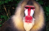 Monkey orangutan tapetu (2) #11