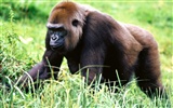 Monkey orangutan tapetu (2) #12