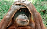 Monkey orangutan tapetu (2) #13