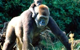 Monkey orangutan tapetu (2) #14