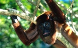 Monkey orangutan tapetu (2) #15