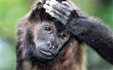 Monkey orangutan tapetu (2) #17