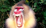 Monkey orangutan tapetu (2) #18