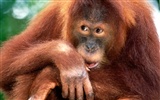 Monkey orangutan tapetu (2) #19