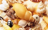 Conch Shell Tapete Album (4)